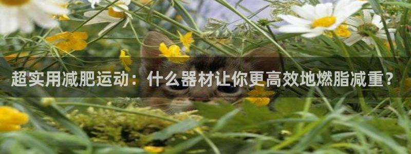 征途国际招商：超实用减肥运动：什么器材让你更高效地燃
