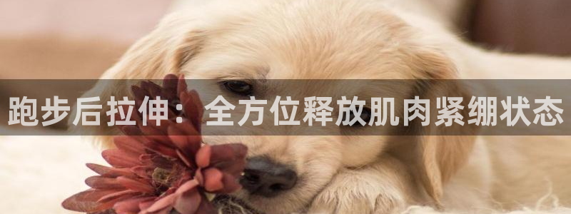 征途国际招商电话号码查询：跑步后拉伸：全方位释放肌肉紧绷状态